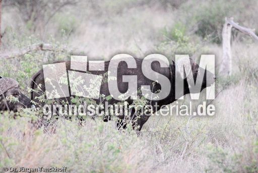 Afrikanischer Büffel (7 von 102).jpg